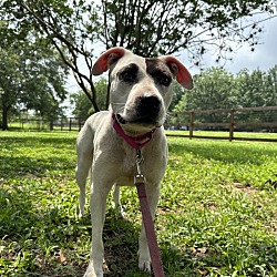 Thumbnail photo of Piper Affectionate Perfect Pocket Pittie #2