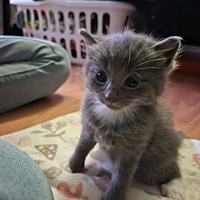 adopt a pet