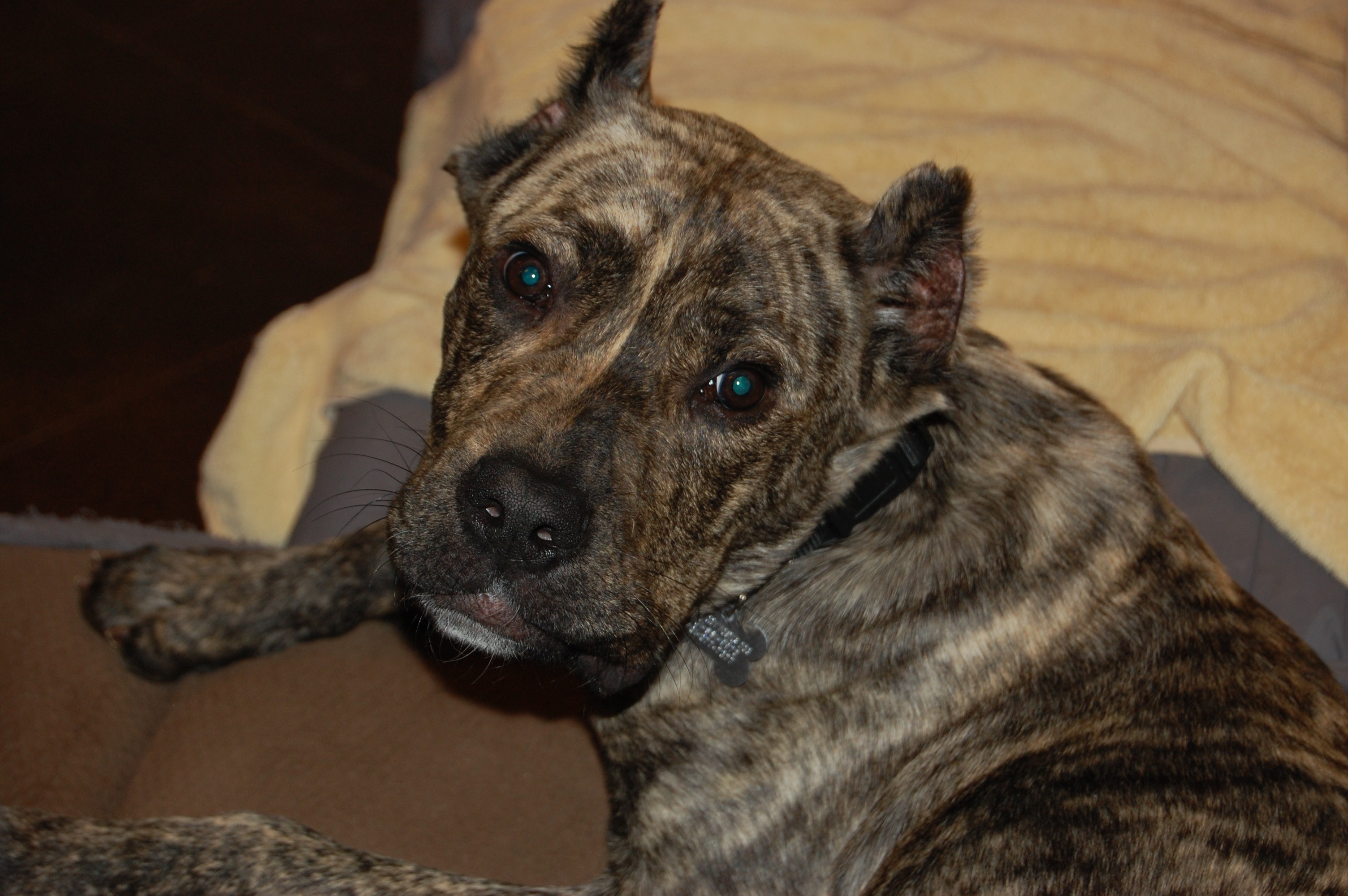 Knoxville Tn Cane Corso Meet Hudson A Pet For Adoption