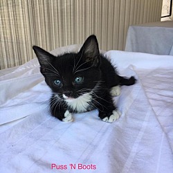 Thumbnail photo of Puss N Boots #2