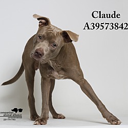 Photo of Claude