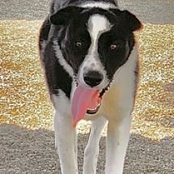 Thumbnail photo of Sparky **Courtesy Listing** #4