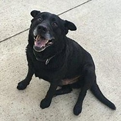 Thumbnail photo of Point (9 yr, 48 lb) NEEDS FOSTER #3