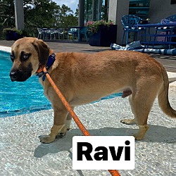 Thumbnail photo of Ravi #2
