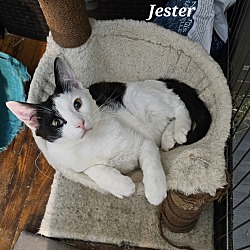 Thumbnail photo of Jester #4