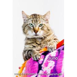 Photo of Juno