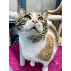 Photo of Patches - Kitchener