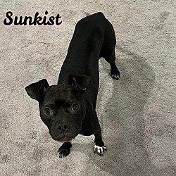 Thumbnail photo of Sunkist #4