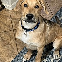 adopt-pet