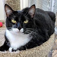 adopt-pet