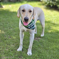 adopt-pet