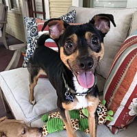 adopt a pet