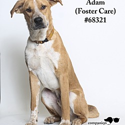 Thumbnail photo of Adam  (Foster Care) #2