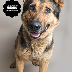 Thumbnail photo of Sarge #4