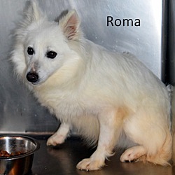 Photo of Roma