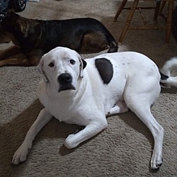Puppies For Sale In Cottage Grove Minnesota Adoptapet Com