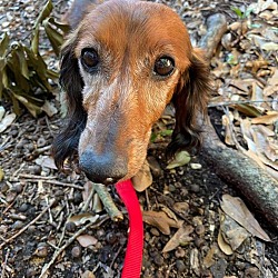 Central Texas Dachshund Rescue In Humble, Texas