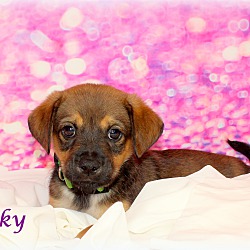 Thumbnail photo of Dinky~adopted! #3