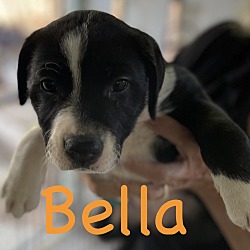 Thumbnail photo of Cookie-Bella #3