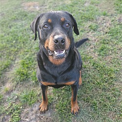 Photo of BRUCE - PB Rottie - Must Find New Home