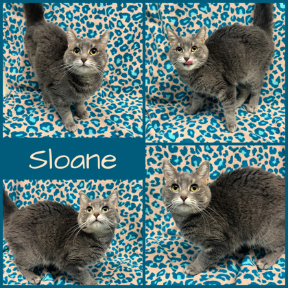 Photo of Sloane