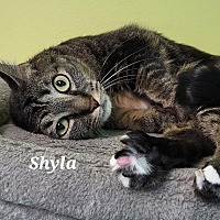 adopt a pet