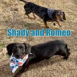 Photo of Shady and Romeo BONDED PAIR