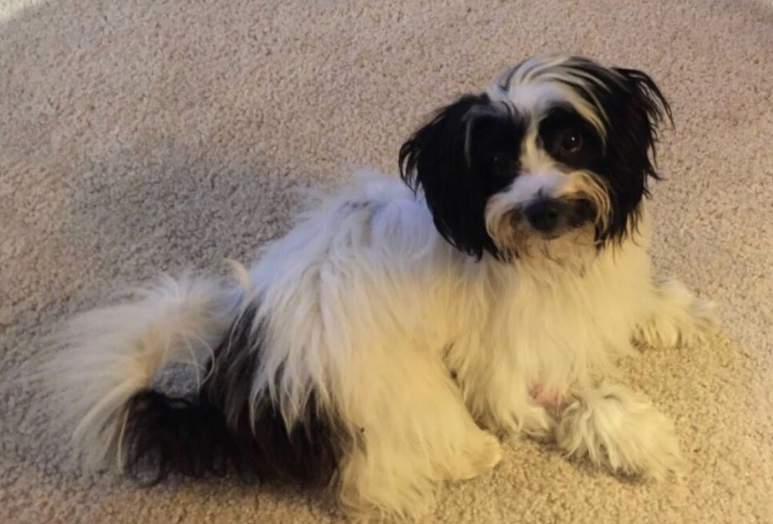 russian land tortoise