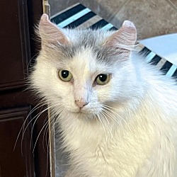 Photo of Snowdrift