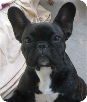 adoptable french bulldogs near me