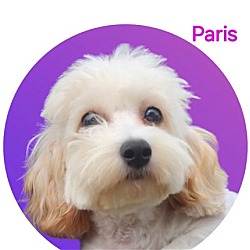 Thumbnail photo of Paris #2