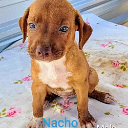 Photo of Nacho