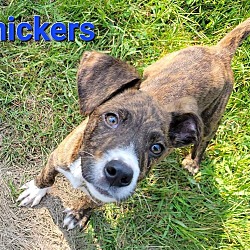 Thumbnail photo of Snickers #4