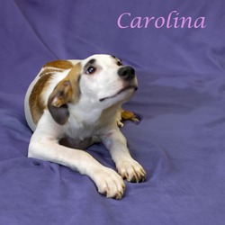 Thumbnail photo of Carolina D24-110 #3