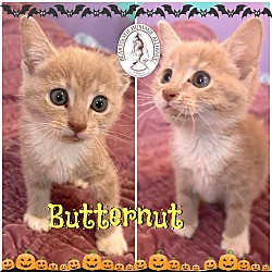 Thumbnail photo of Butternut #1