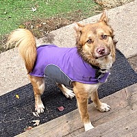 adopt-pet