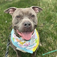 adopt a pet