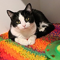 adopt a pet
