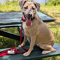 adopt a pet