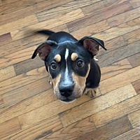 adopt a pet