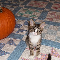 Thumbnail photo of Olive-kitten born Sept #1