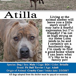 Thumbnail photo of Atilla #3