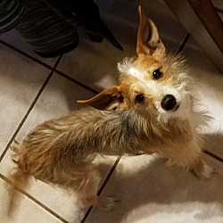 Kalamazoo, MI - Jack Russell Terrier. Meet Tippy a Pet for Adoption