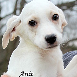 Thumbnail photo of Artie ~ meet me! #2