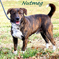 Thumbnail photo of Nutmeg~meet me! #1