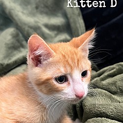 Thumbnail photo of Kitten A, B, C, and D #3