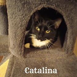 Thumbnail photo of CATALINA #3