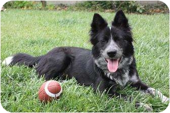 border collie cattle dogs for sale