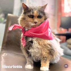 Thumbnail photo of Henrietta #1