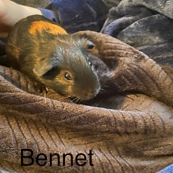 Photo of Bennet